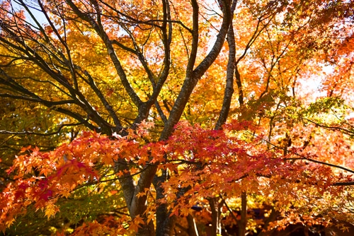 Tree with fall foliage